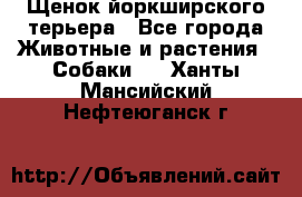 Щенок йоркширского терьера - Все города Животные и растения » Собаки   . Ханты-Мансийский,Нефтеюганск г.